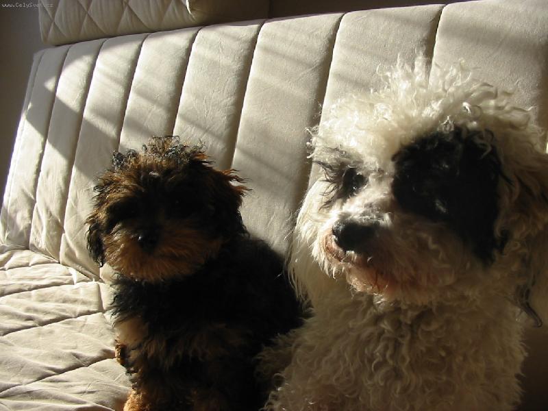 Foto: Gaučová pohoda-Štěňátko Rony a mazák Denis