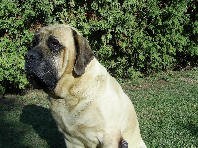 Foto: Bajlik-tak tohle je osmiletý Bajlik