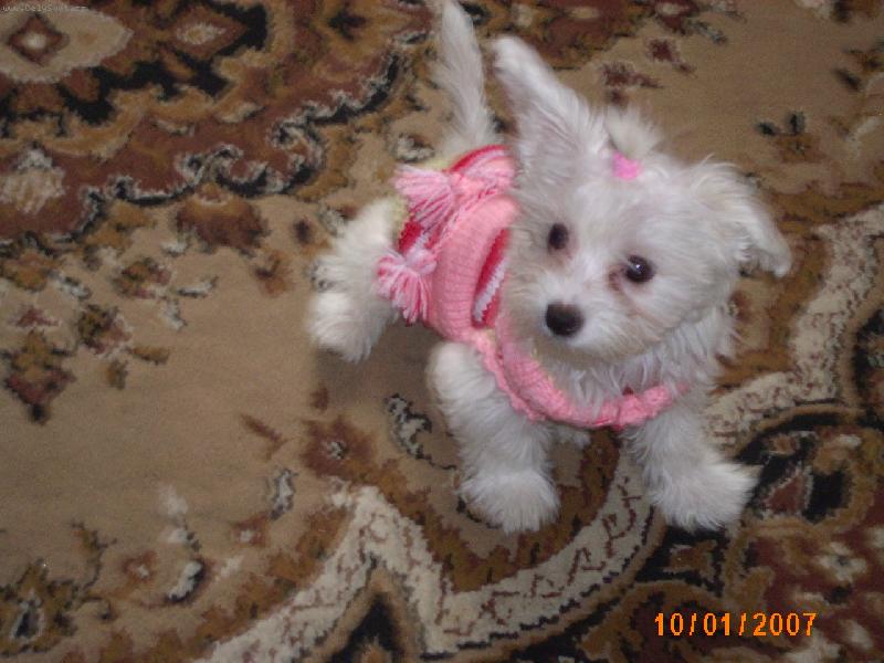 Foto: Půjdu na procházku-Aishinka