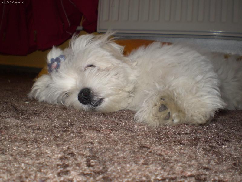 Foto: Spinkající Montík