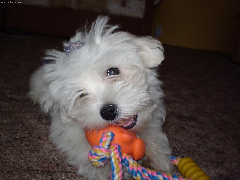 Foto: Moje hračka-Monty