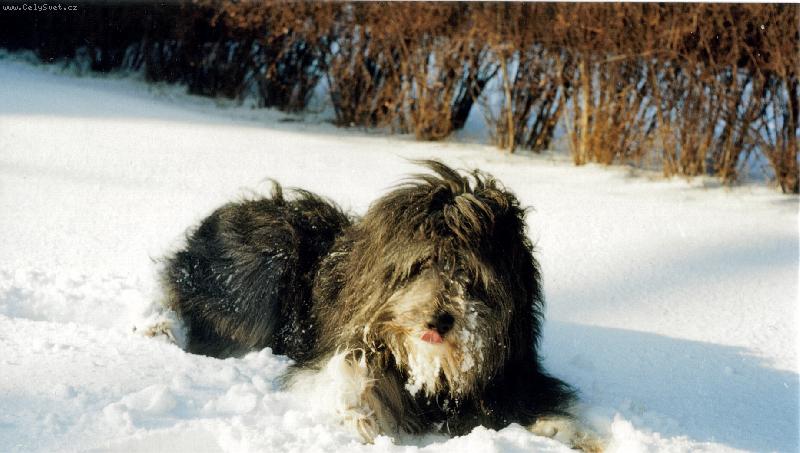 Foto: Hája krasavec z Neratovic-Polský ovčák nížinný na sněhu