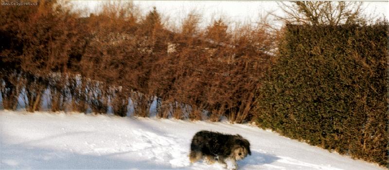 Foto: Hája krasavec z Neratovic-Polský ovčák nížinný na sněhu
