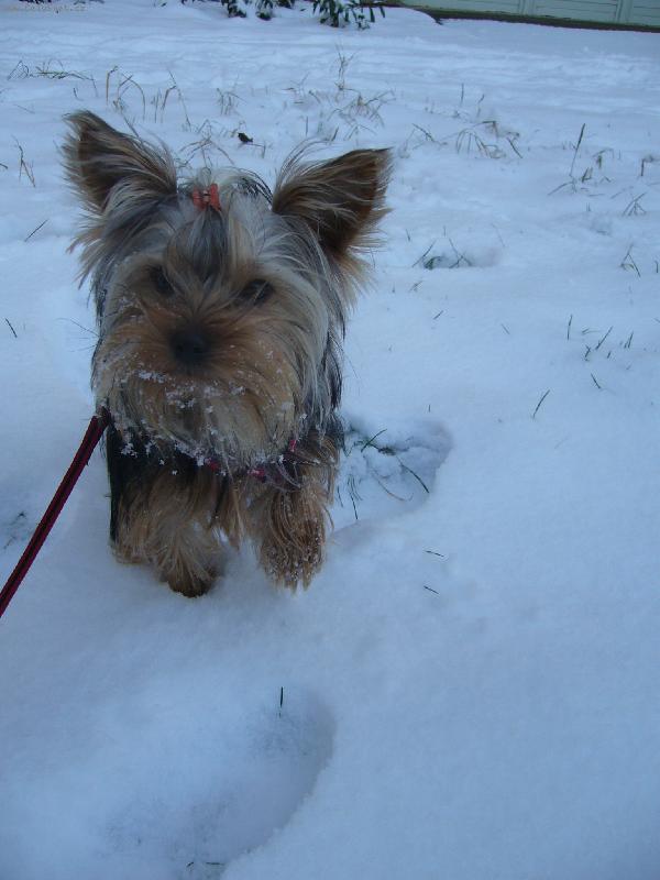 Foto: Ennynka-Naše Ennulka ve snížku =)