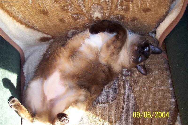 Foto: kočičí válení:-)