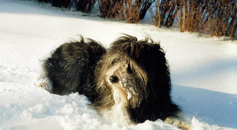 Foto: Polský nížinný ovčak - Neratovice-Polský nížinný ovčák