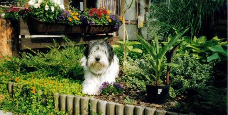 Foto: Polský nížinný ovčak - Neratovice-Polský nížinný ovčák