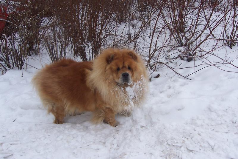 Foto: Mao-vzpomínka na loňský sníh