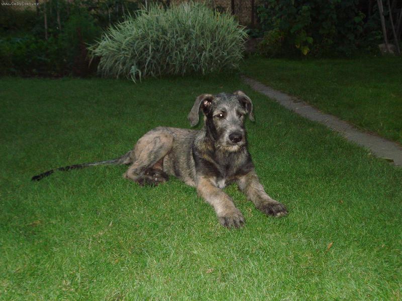 Foto: Queny-Náš \"maličky\"  pejsánek v zahradě