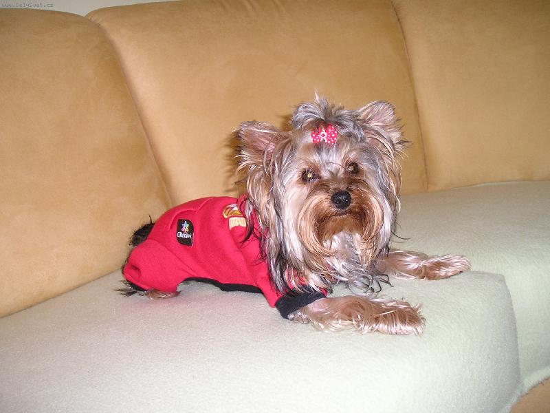 Foto: Fredy-Moj yorkšír Freďko