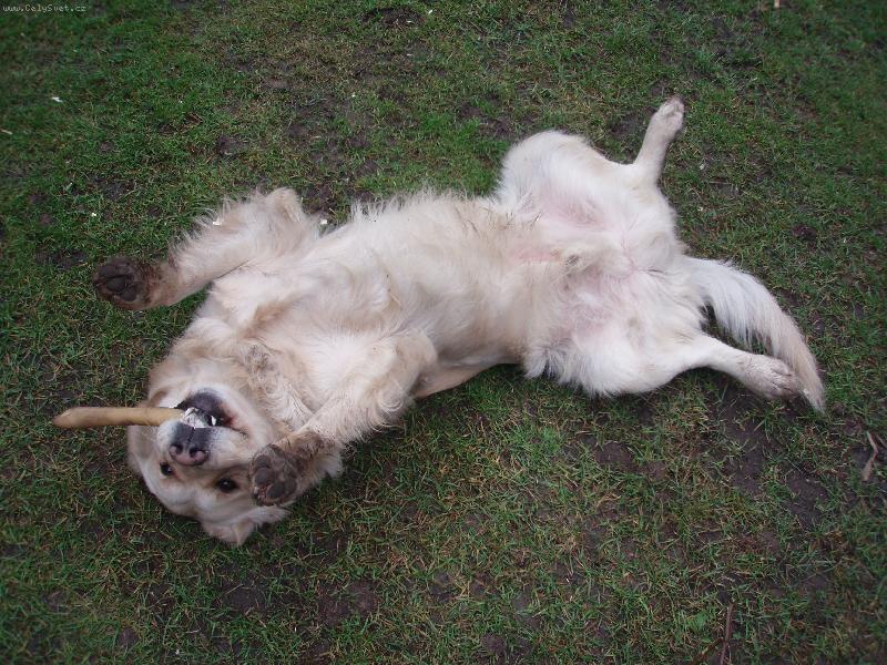 Foto: to není doutník,ale buvolí kost!