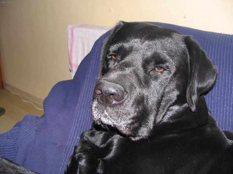 Foto: Badysek-6 lety miláček Badýsek