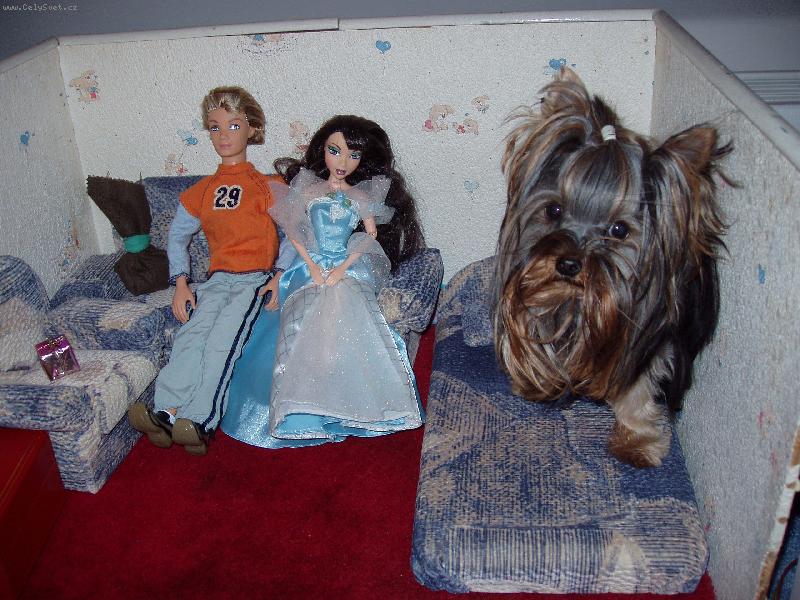 Foto: náš mini pes-Náš malí pajsek se chystá jít odpočívat