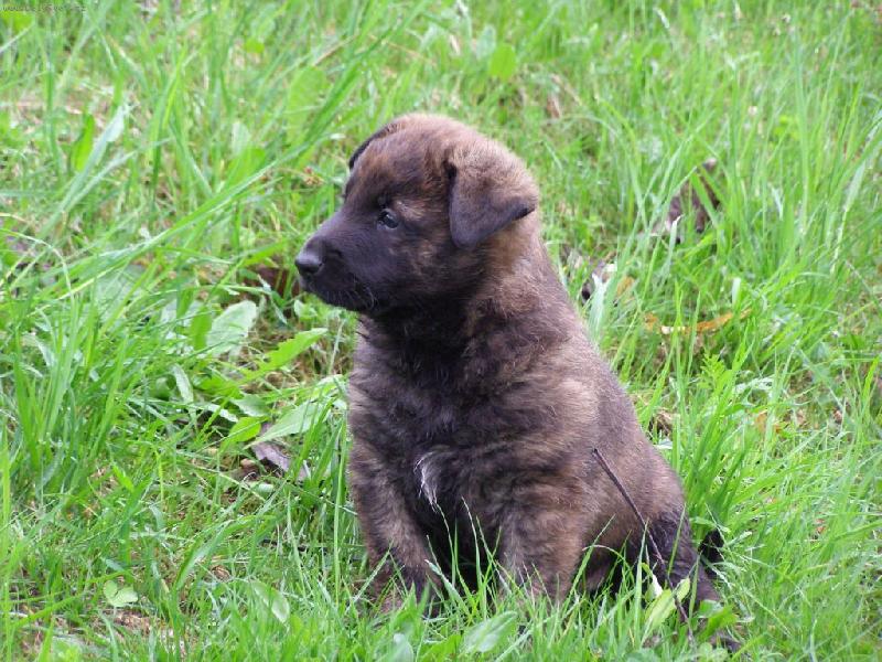 Foto: Holandský ovčák krátkosrstý