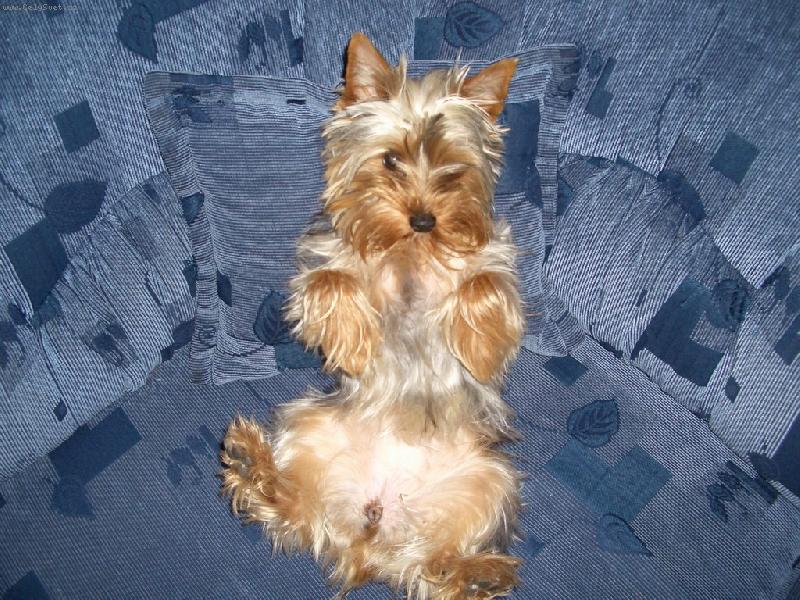 Foto: Terrynka-náš miláček