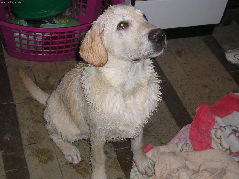 Foto: Damijánek po koupeli