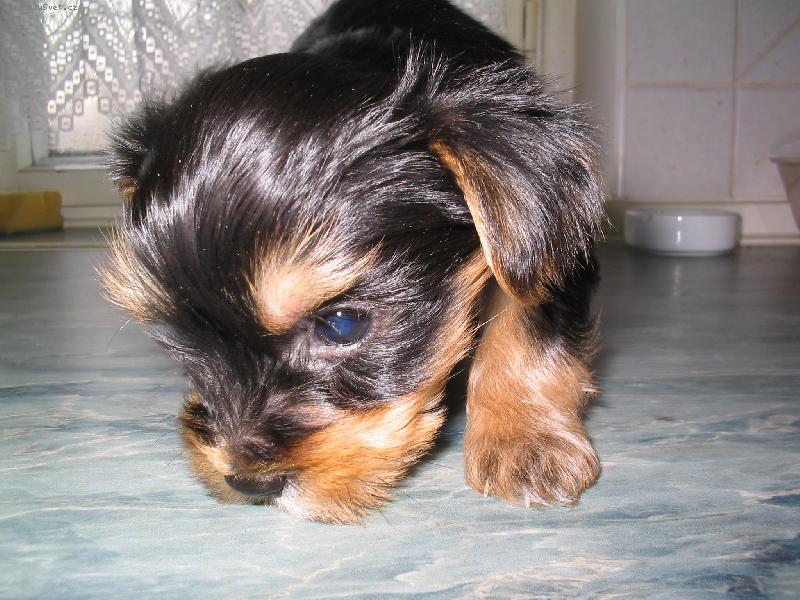 Foto: Štěňátko Kikinka - Ústí nad Labem-Štěňátko Kikinka - Ústí nad Labem