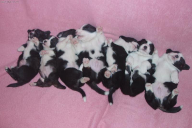 Foto: štěniska-super