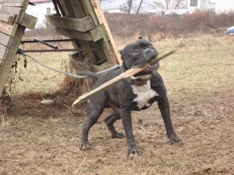 Foto: Baxo-cvičište