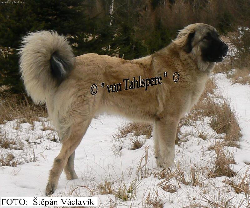 Foto: Areta Kreutzweg von Tahlspere - 9. měsíc věku-Letošní první sněhové radovánky 2007