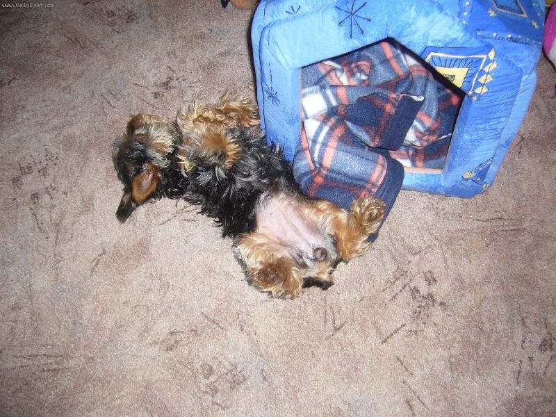 Foto: v te boudičce je ale horko