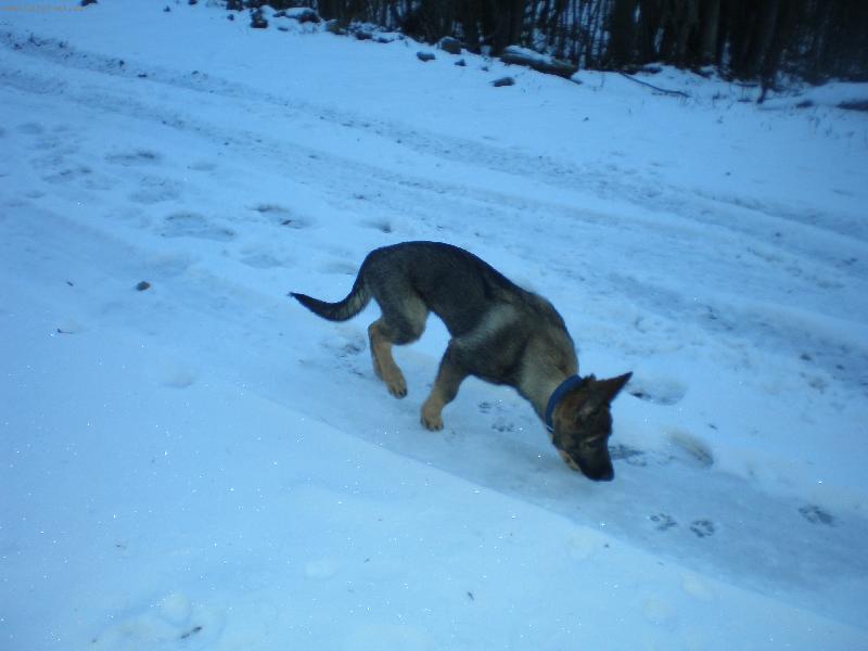 Foto: Charly-Charly spoznáva sneh