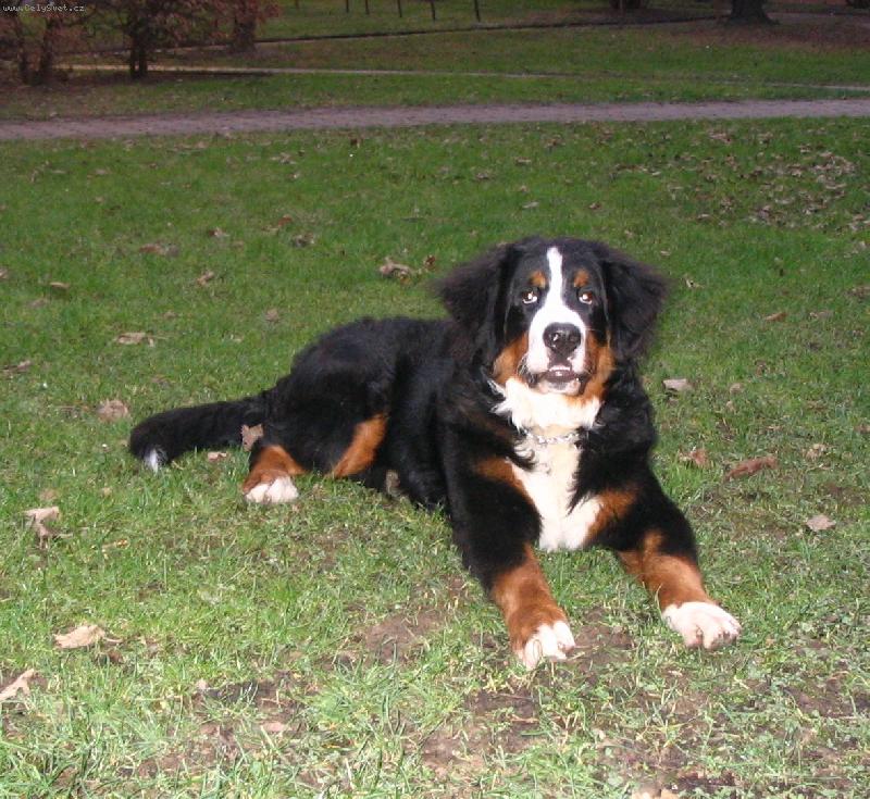 Foto: Astor Polepské údolí-7 měsíců