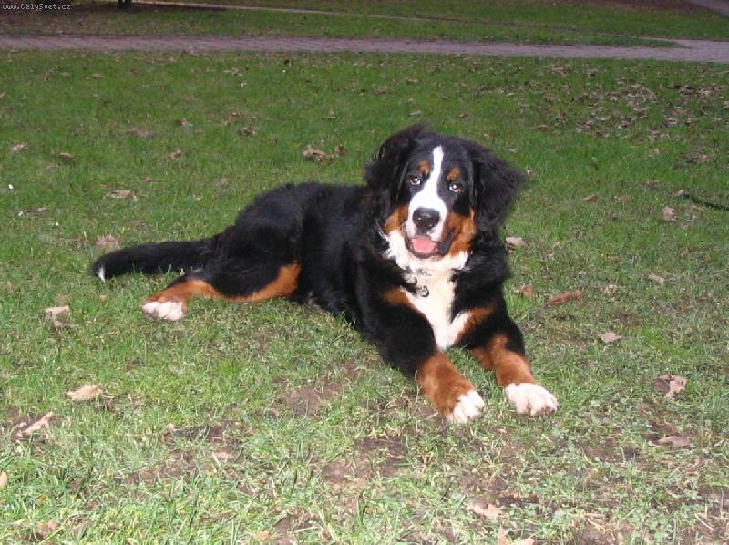 Foto: Astor Polepské údolí-7 měsíců