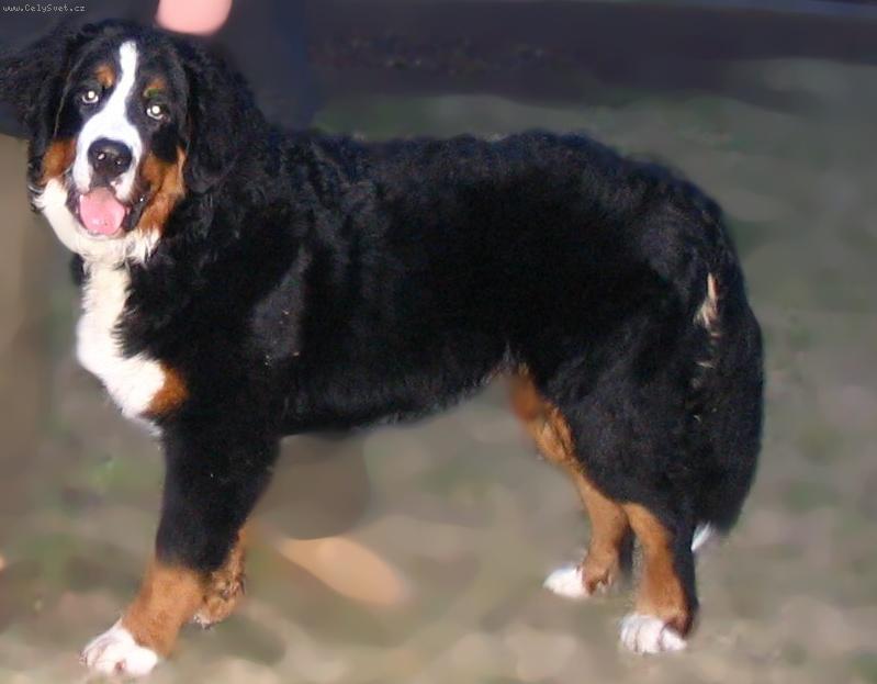 Foto: Astor Polepské údolí-7 měsíců-v postoji