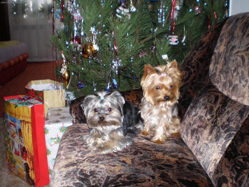 Foto: Samanta a Baruška-Vánoce