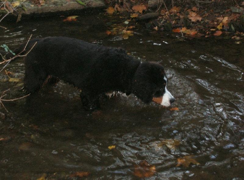 Foto: Astor Polepské údolí-Návštěva rodné vesničky Polepy. Astor 5 měsíců.