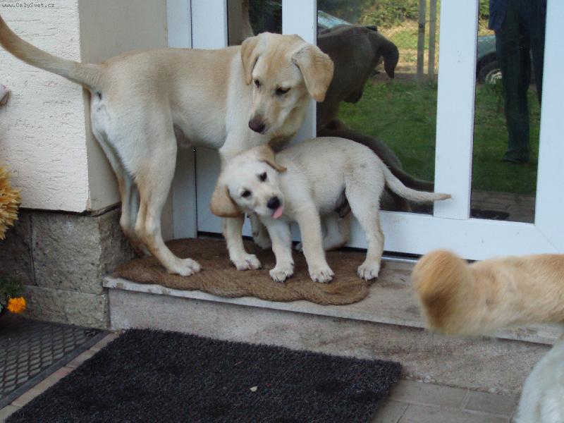 Foto: labroušek Charlí vyplazuje jazyk-Charlík je na návštěvě u holek Sáry a Agáty(Agátka se divý, proč Charlí vyplazuje jazýček)