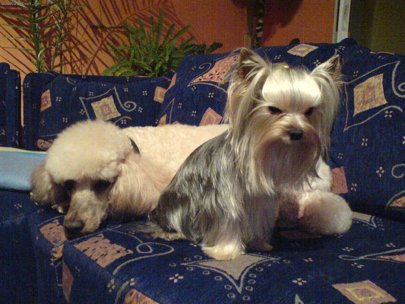 Foto: Jolly a Sam-kámoši