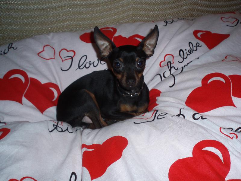 Foto: Srdíčko mezi srdíčky