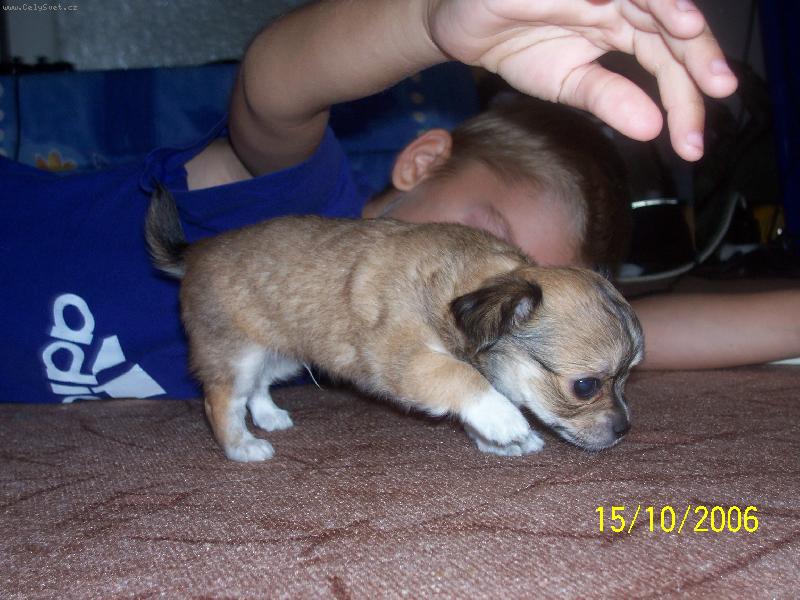 Foto: čivavi miminko