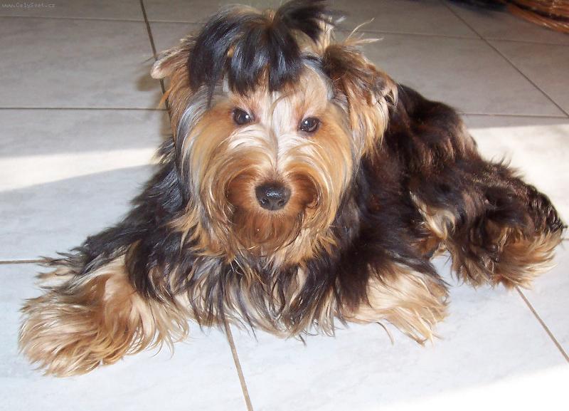 Foto: Larry-Uherský Brod-Mazlík Larry