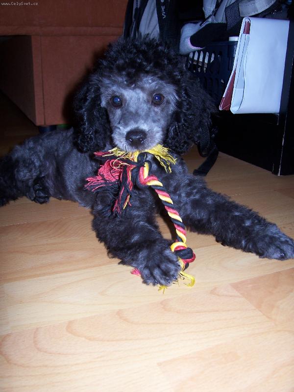 Foto: Oskar z Benešova nad Ploučnnicí