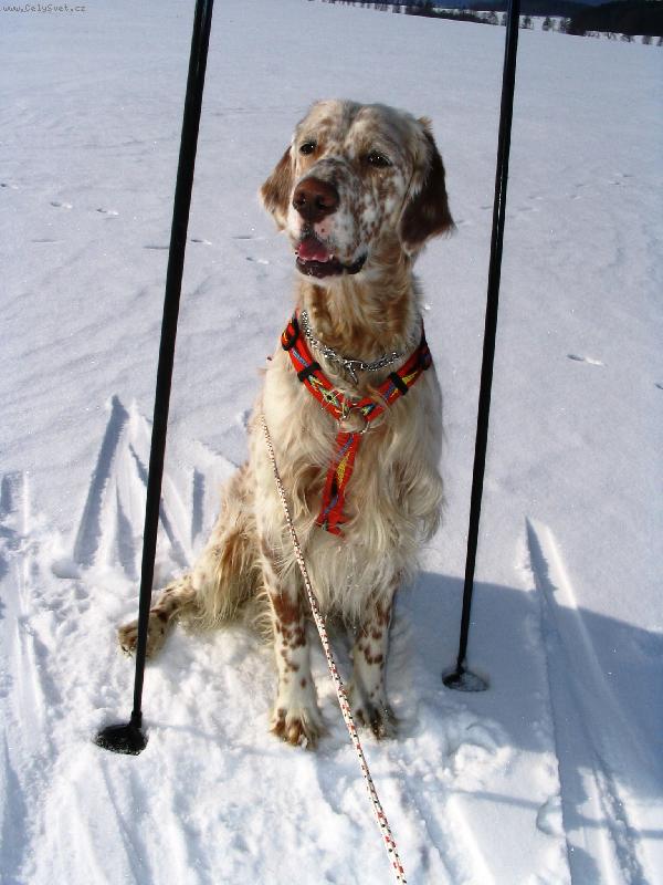 Foto: Frodo z Mešinské hájovny-Velký sportovec