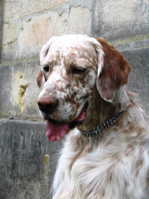 Foto: Frodo z Mešinské hájovny-zamyšlený