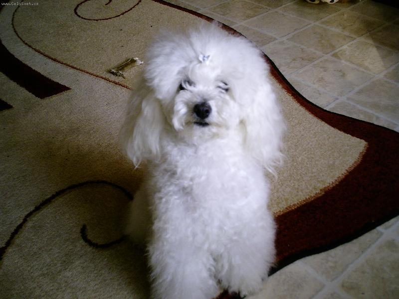 Foto: Naše zlato-to bylo těsně před stříháním.... :o)