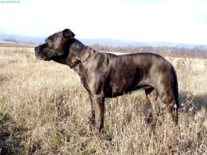 Foto: CINDERELLA ze Strašických chalup-zamyšlená ...