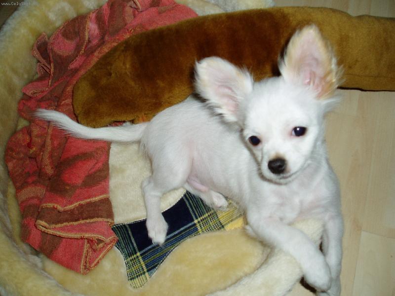 Foto: Náš krásny malý chlpáčik-:o) Ako model :o)