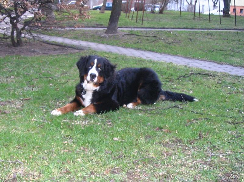 Foto: Astor Polepské údolí - 7 a půl měsíce-Bernský salašnický pes Astor Polepské údolí