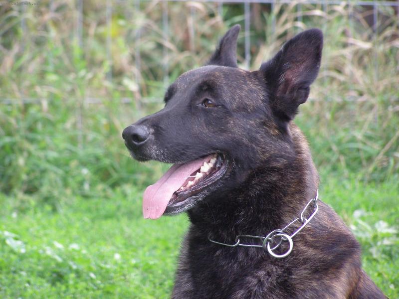 Foto: Holandský ovčák krátkosrstý