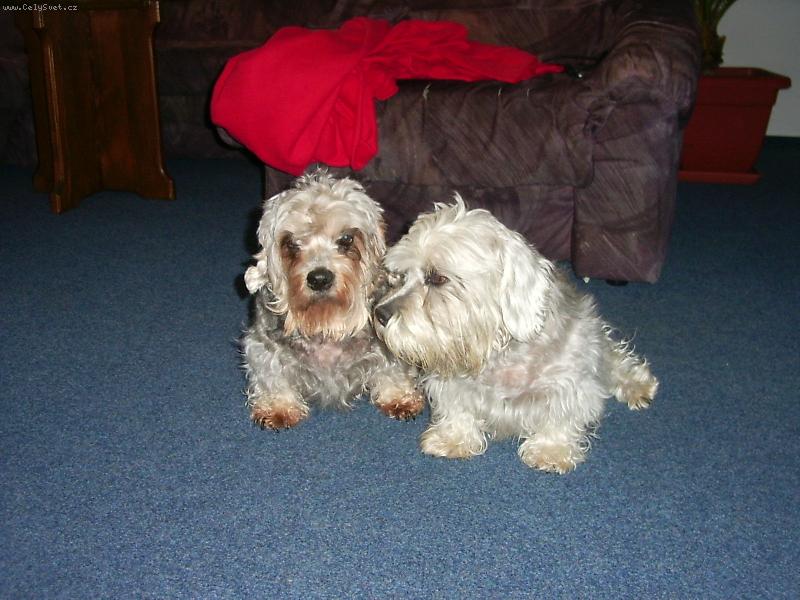 Foto: DDT-Nejlepší pejsci!