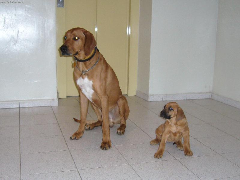 Foto: Táta a dcera - Gucci a Barunka-Tak tady sedím se svým velkým takem.Taky budu jednou táááhle veliká.