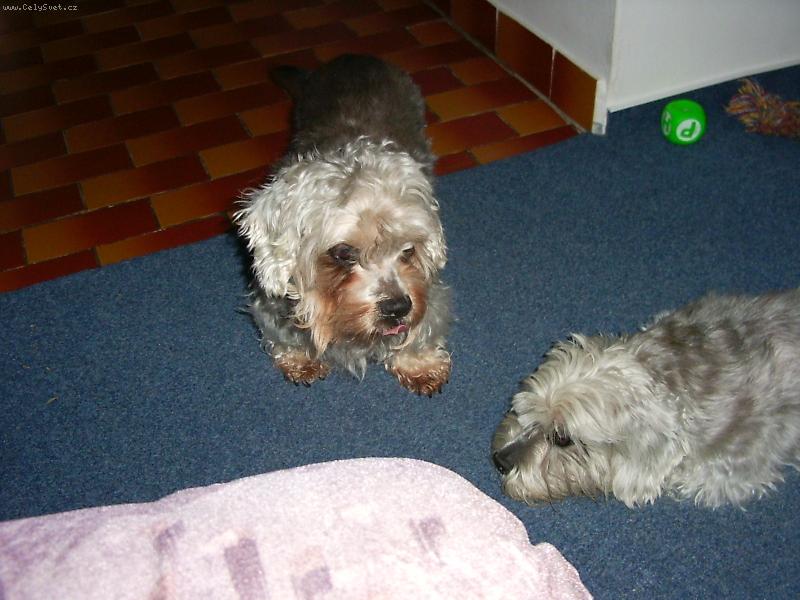 Foto: Dori, vstávej-pořád se jen válí