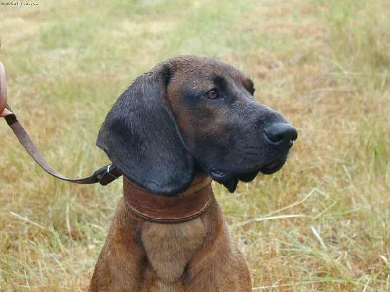 Foto: Carinek...-moje  láska :-)