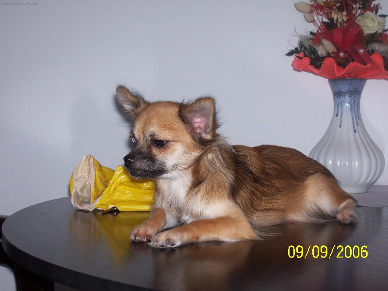 Foto: Herečka-Majitel:Michalčiková Zdenka