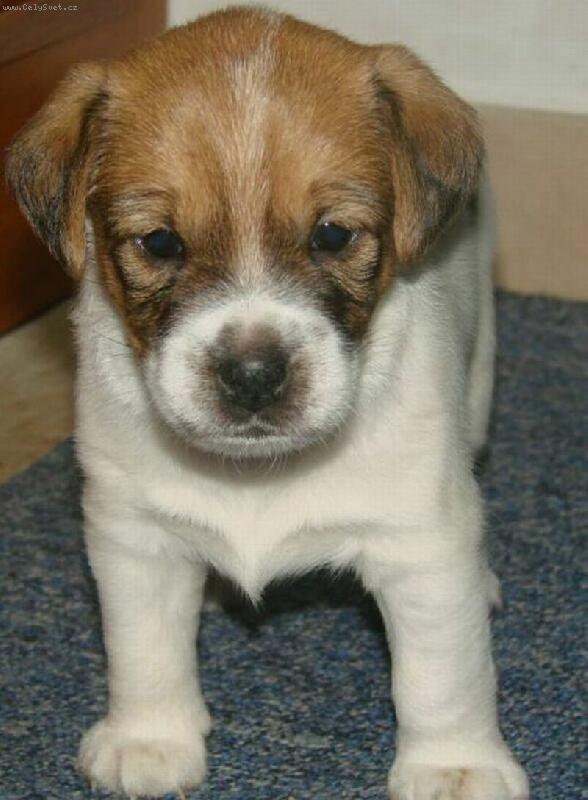 Foto: Armie - naše štěňátko-Na focení se musím pořádně postavit.
